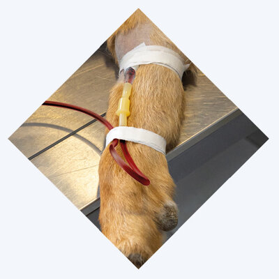 Blood Transfusion Intro