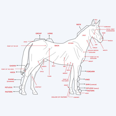 Horse Poster Feature