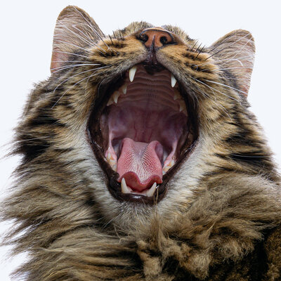 Veterinary Dentistry