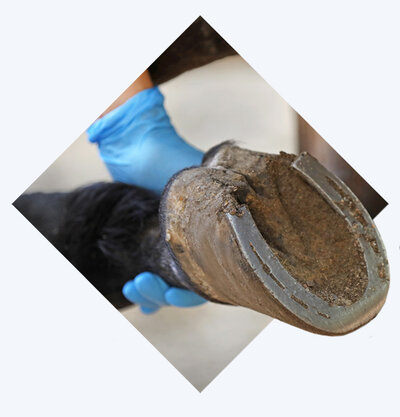 Horse Ulcer Intro v2