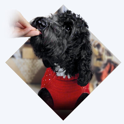 Christmas Biscuit Hero