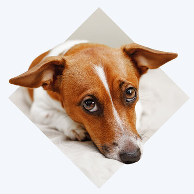 Easter Food Article Hero