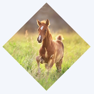 Foaling Season 3
