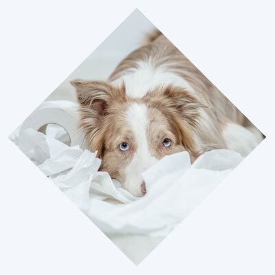 Canine Gut Issue Intro v2